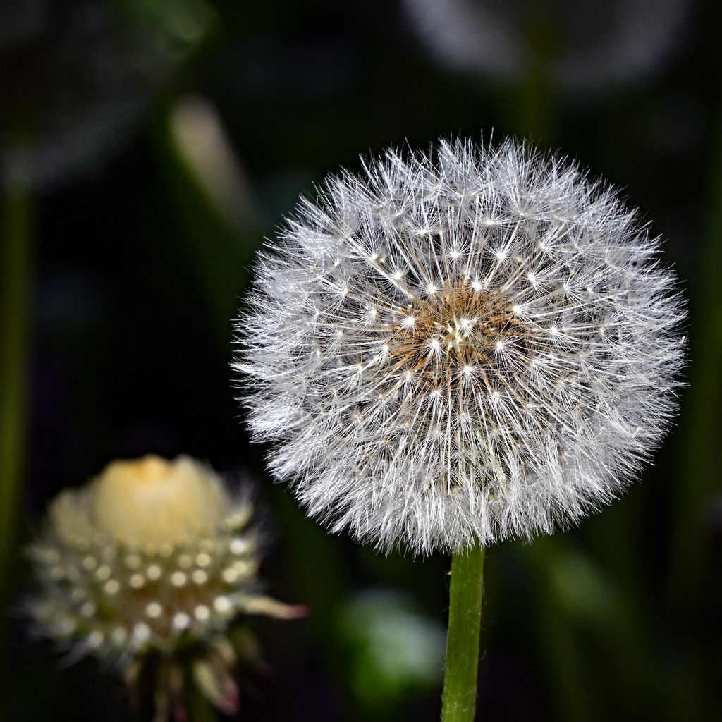 Pusteblume01q | lucisnaturbilder - Realisiert mit Pictrs.com