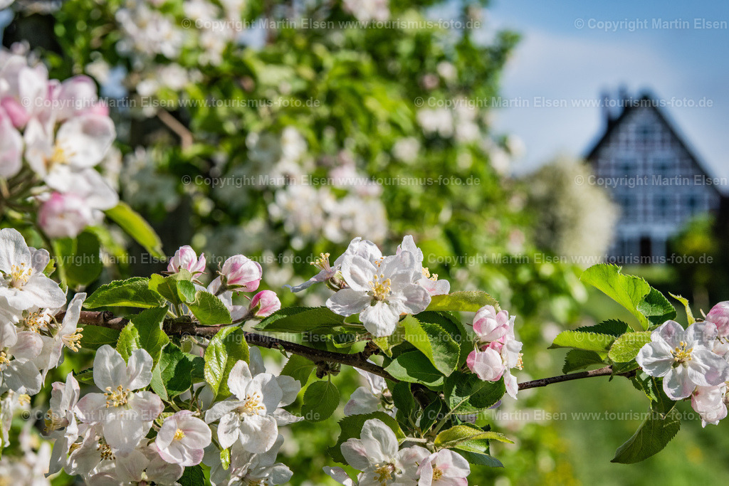 Altes Land Blüte Fachwerk_ELS_2102150424 | Fotos aus den Touristenorten aus Norddeutschland. - Realisiert mit Pictrs.com