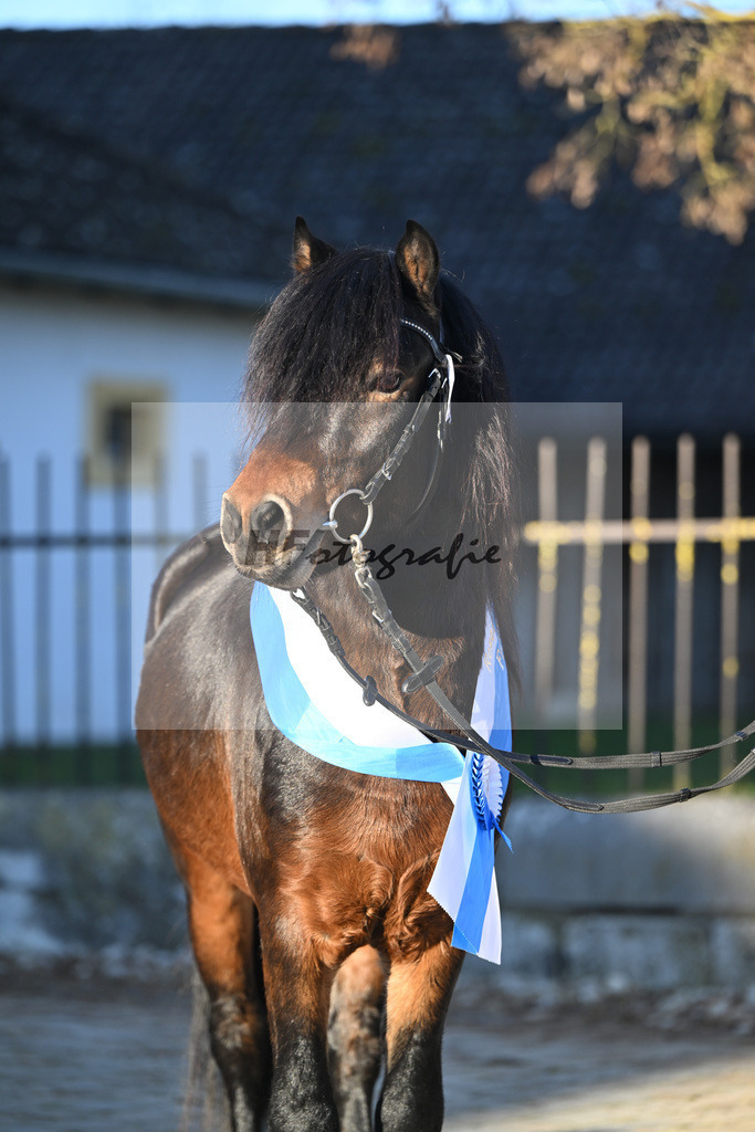 Kat-Nr. 19 Hells Hadrian v. Hells Bells_Guenthner_49250883 | hf-fotografie - Realisiert mit Pictrs.com