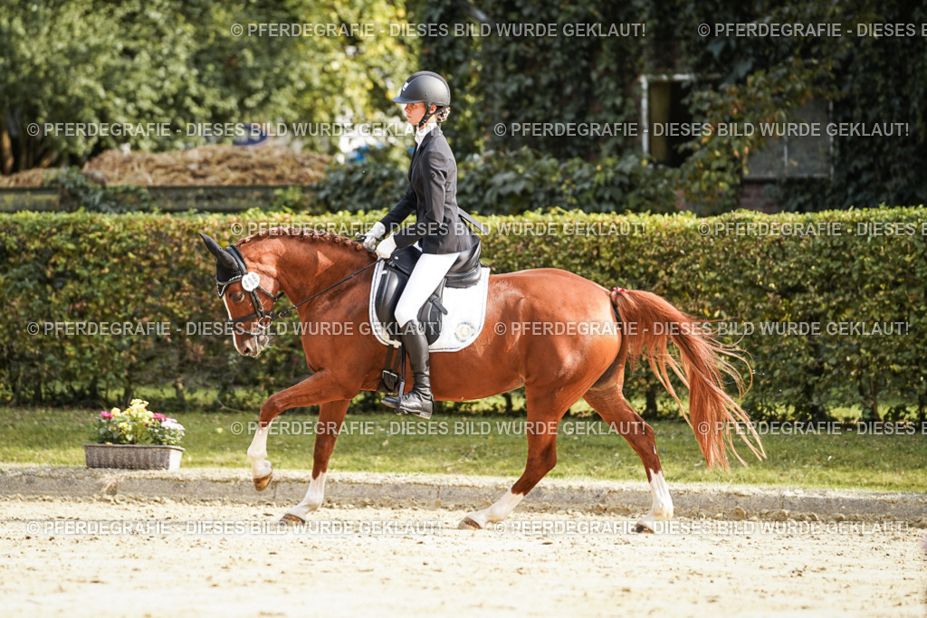 DSC05988 | Pferdegrafie