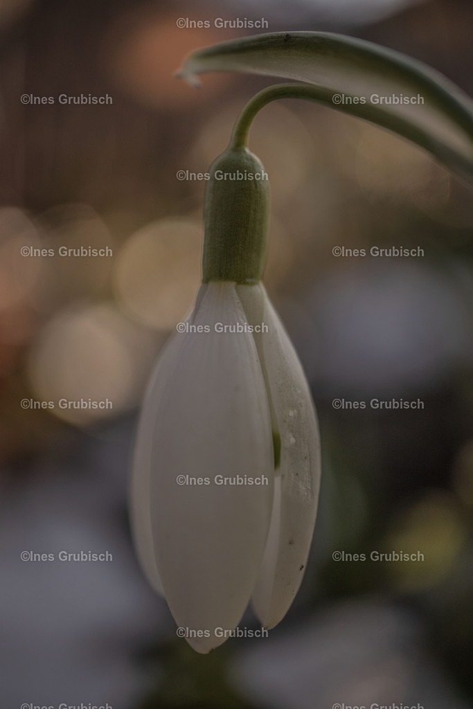 Schneeglöckchen im Schatten | Lila Lubbenbomm - Artwork by Ines Grubisch - Realisiert mit Pictrs.com