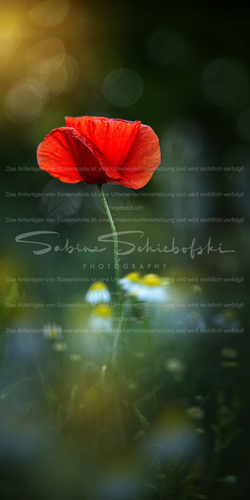 Mohn Panorama | Ein detailierte Mohnblume vor einem Bokeh Hintergrund und bewegter Kamille im Vordergrund im Panoramaformat 1zu2 1:2 - Realisiert mit Pictrs.com