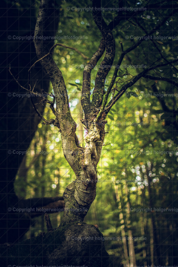 Der Kleine | Kaufen sie online außergewöhnliche Fotografien auf Leinwand Acrylglas Fotoprint Aludibond von holgerweigeltfotografie - Realisiert mit Pictrs.com