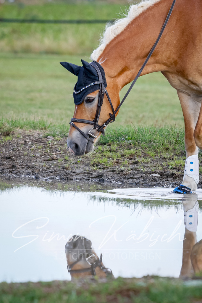 20250905-_3LI0330 | Tierfotografie Pferde, Hunde, Katzen, Haustiere.
Turnierfotografie Reitturniere, Reiten, Springreiten, Dressur in Hanau, dem Main-Kinzig-Kreis und dem Rhein-Main- Gebiet um Frankfurt