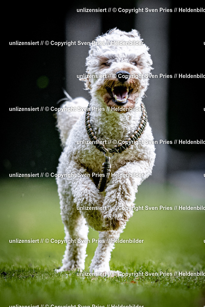 Sven Pries | 2025-10-03 - Hunderennen Obergrombach - Realisiert mit Pictrs.com