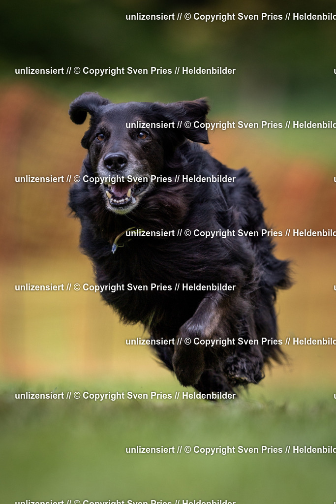 Sven Pries | 2024-04-21 - Hunderennen Baden-Oos
Foto: Sven Pries - Realisiert mit Pictrs.com