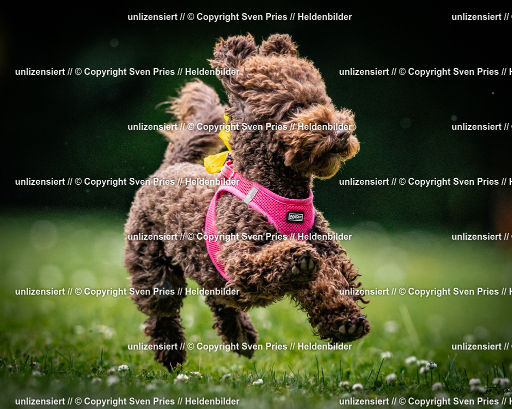 Sven Pries | 2025-05-29 - Pudelrennen KA-Durlach - Realisiert mit Pictrs.com