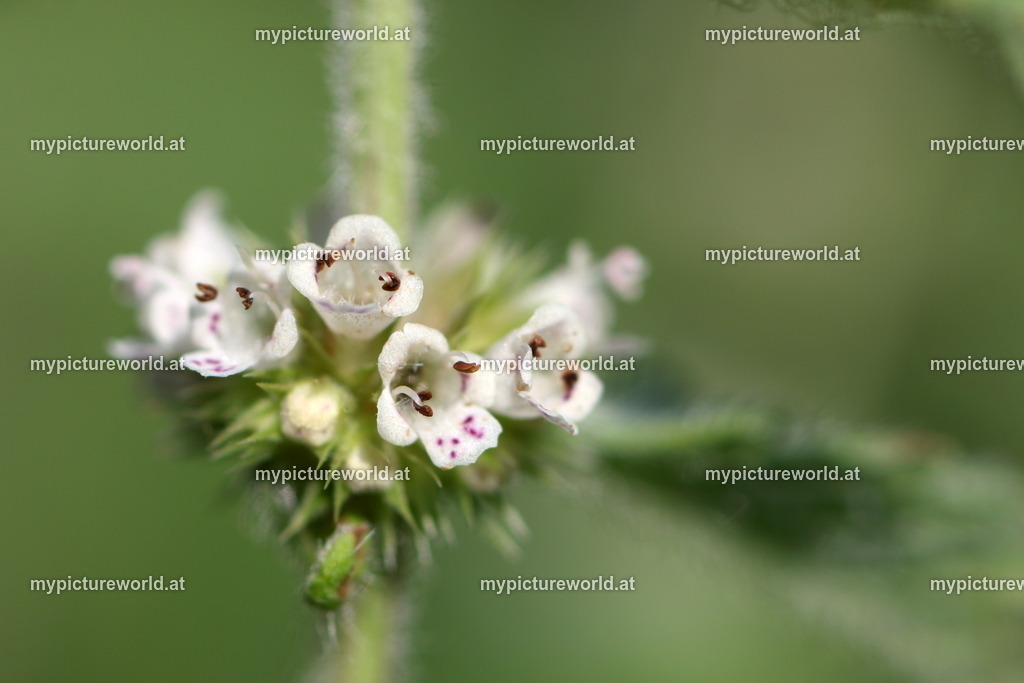 Ufer-Wolfstrapp-003 | Das Bilderarchiv über Tiere, Planzen und Landschaften. In der Bilddatenbank finden Sie ein große Auswahl an hochwertigen Bilder für Ihre Werbung - Realisiert mit Pictrs.com