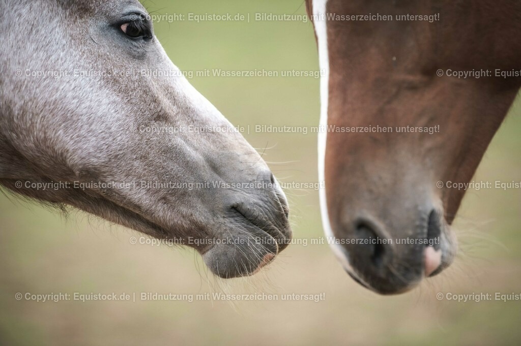 20201005_Fohlen_0068 | equistock