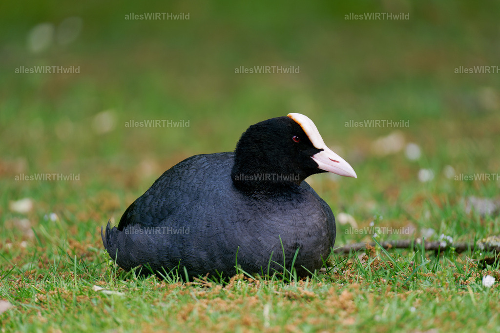 Daniel Wirth - www.allesWIRTHwild.de -DSC00731-DNG_DxO | Entdecke die faszinierende Welt der Natur- und Wildlife-Fotografie von Daniel und Bärbel. Inspirierende Bilder von wilden Tieren und kleinen Naturwundern.