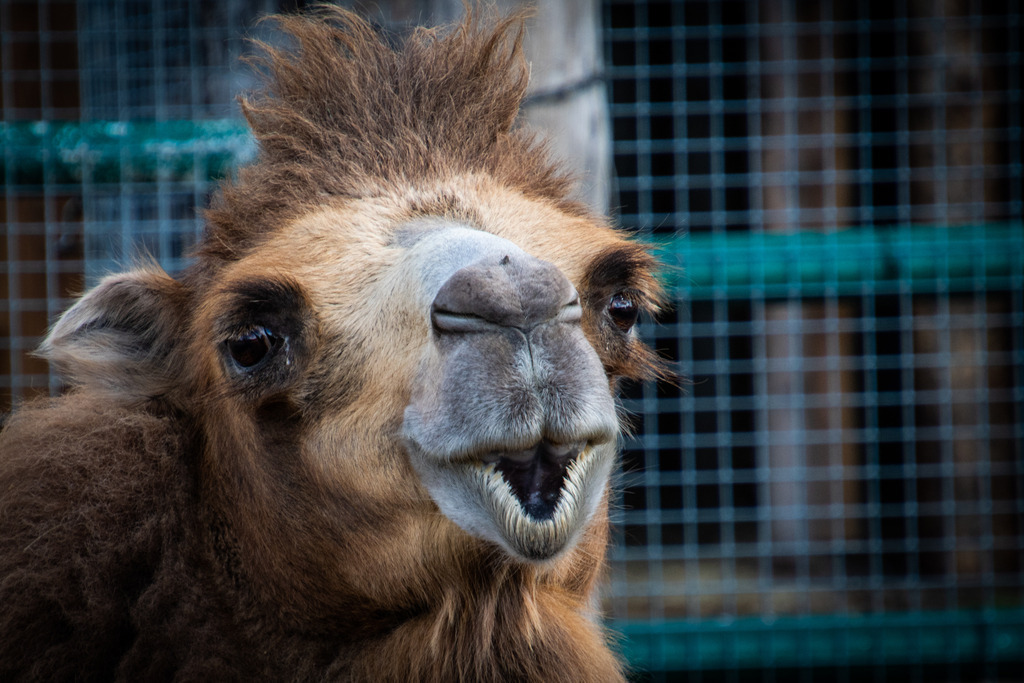 Safariland Stukenbrock | #safarilandstukenbrock #freizeitparkinfos #tiere #animals #fotografie #nikon #nikondaily #nikonswitzerland #nikongermany #natur #landschaft #landscape - Realisiert mit Pictrs.com