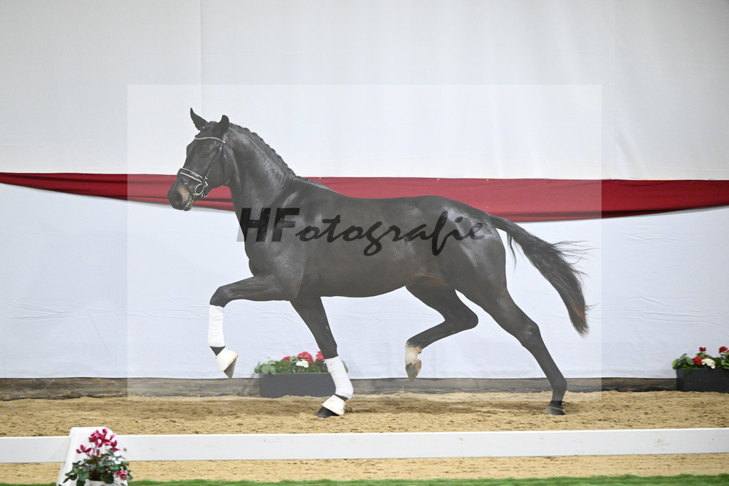 Kat-Nr. 51 v. Escamillo_Casper_63221335 | hf-fotografie - Realisiert mit Pictrs.com