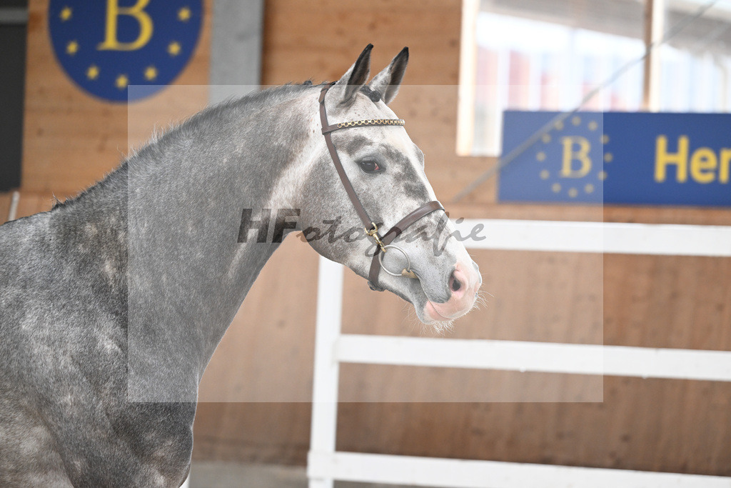 Kat-Nr. 5 Ziroccos Blanc v. Zirocco Blue_Engelbrecht_14260421 | hf-fotografie - Realizzato con Pictrs.com