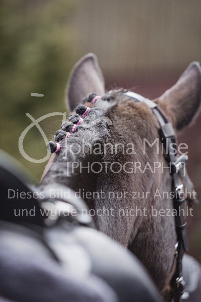 230319_HF-Schwm_Impressionen-101 | Deine schönsten Turniermomente als professionelle Fotos! Entdecke hochwertige Pferdesport-Fotografie im Online-Shop. Jetzt Fotos finden & bestellen!