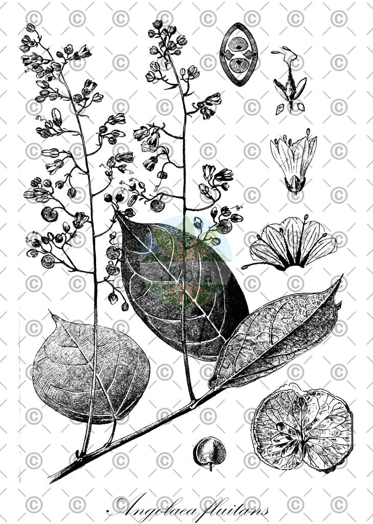 HistAbb_wfo-0000536542_331_ENZY_Simple | Historische Abbildung von Angolaea fluitans - Podostemaceae | Historical Illustration of Angolaea fluitans - Podostemaceae