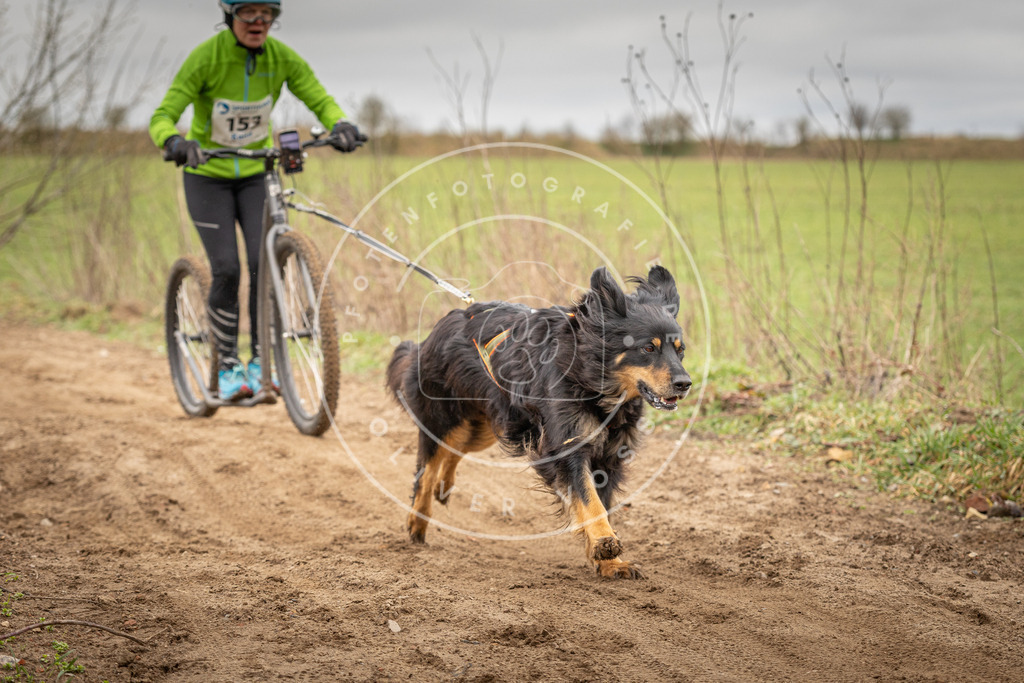 DV3A1567 | Hundefotografie, Tierfotograf, Pfotenfotografie, Fotoshooting Hund, Hunde Portrait, Hundesport, Hundeportraits, Heideshooting, Hunde, Sportfotograf, Hundefotograf, Turnierhundsport, THS,  - Realisiert mit Pictrs.com