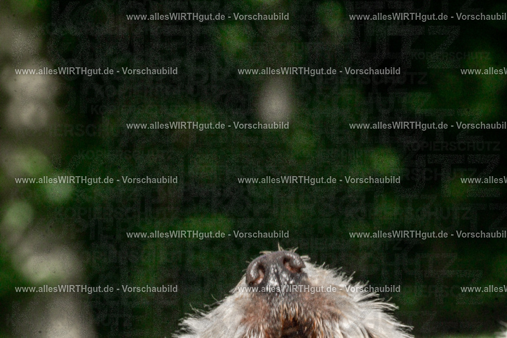 Hundeschwimmen_Volksbad_2026-allesWIRTHgut_Tierfotografie-2609061454-DSC00037 | Professionelle Tierfotografie in Mönchengladbach von Daniel Wirth (allesWIRTHgut). Liebevolle & natürliche Bilder von Hunden & Katzen für unvergessliche Erinnerungen.