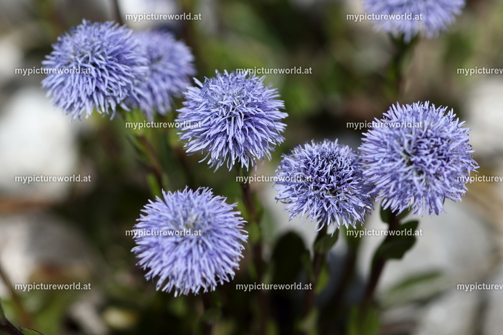 Echte Kugelblume-005 | Das Bilderarchiv über Tiere, Planzen und Landschaften. In der Bilddatenbank finden Sie ein große Auswahl an hochwertigen Bilder für Ihre Werbung - Realisiert mit Pictrs.com