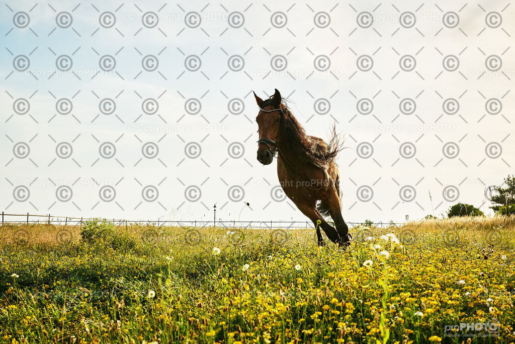 402_202406_Niki-Herodes_NZ9_0438 | proPHOTO - Realisiert mit Pictrs.com