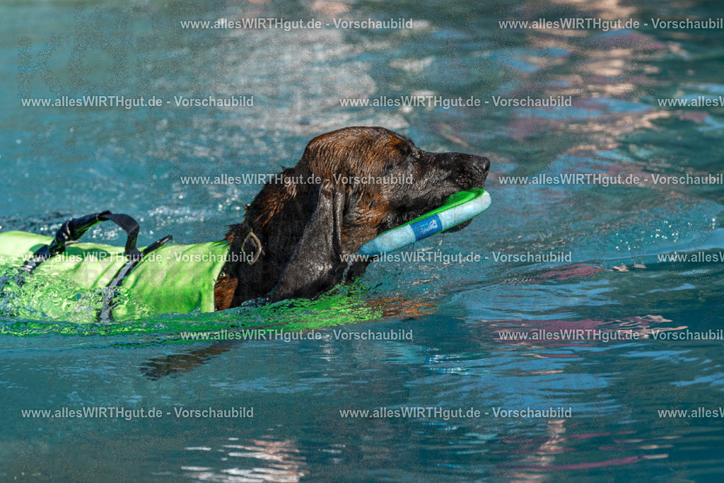 Hundeschwimmen_Volksbad_2026-allesWIRTHgut_Tierfotografie-2609061610-FAY07415 | Professionelle Tierfotografie in Mönchengladbach von Daniel Wirth (allesWIRTHgut). Liebevolle & natürliche Bilder von Hunden & Katzen für unvergessliche Erinnerungen.