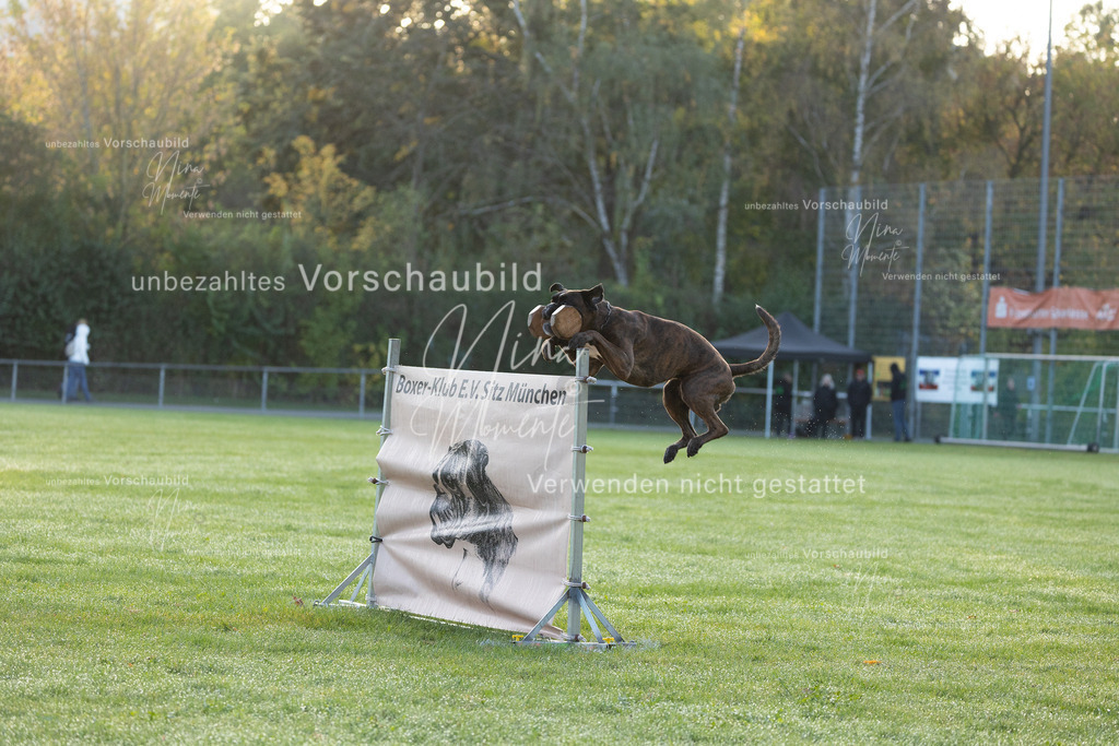 _16A5950 | Einzigartige Fotos von Hunden & Menschen –Actionfotos, Portraits, Vereinsaufnahmen & Paarshootings – authentisch, lebendig & mit Herz.