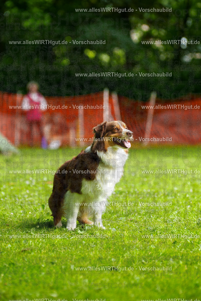 @allesWIRTHgut_Tierfotografie - www.allesWIRTHgut.de - 094458-7R507551 | Professionelle Tierfotografie in Mönchengladbach von Daniel Wirth (allesWIRTHgut). Liebevolle & natürliche Bilder von Hunden & Katzen für unvergessliche Erinnerungen.