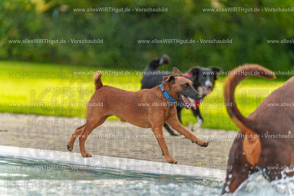 Hundeschwimmen_Grefrath_2026-allesWIRTHgut_Tierfotografie-09_44-7R502467 | Professionelle Tierfotografie in Mönchengladbach von Daniel Wirth (allesWIRTHgut). Liebevolle & natürliche Bilder von Hunden & Katzen für unvergessliche Erinnerungen.