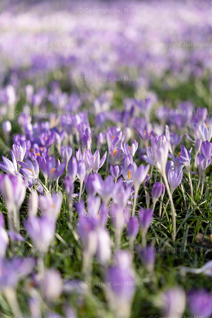 _DSC3523 | Leipzig Wandbilder Drucke Prints Leinwand Stadtmotive Leipzig Fotosdruck Kunstdrucke Bilder Leipzig Stadtansichten Acrylglasbilder Leipzig Wanddeko Fine Art Prints Wandbilder Büro Leipzig Bilder Praxis Zuhause Bilderdruck Poster Posterlounge Kunstdrucke - Realisiert mit Pictrs.com