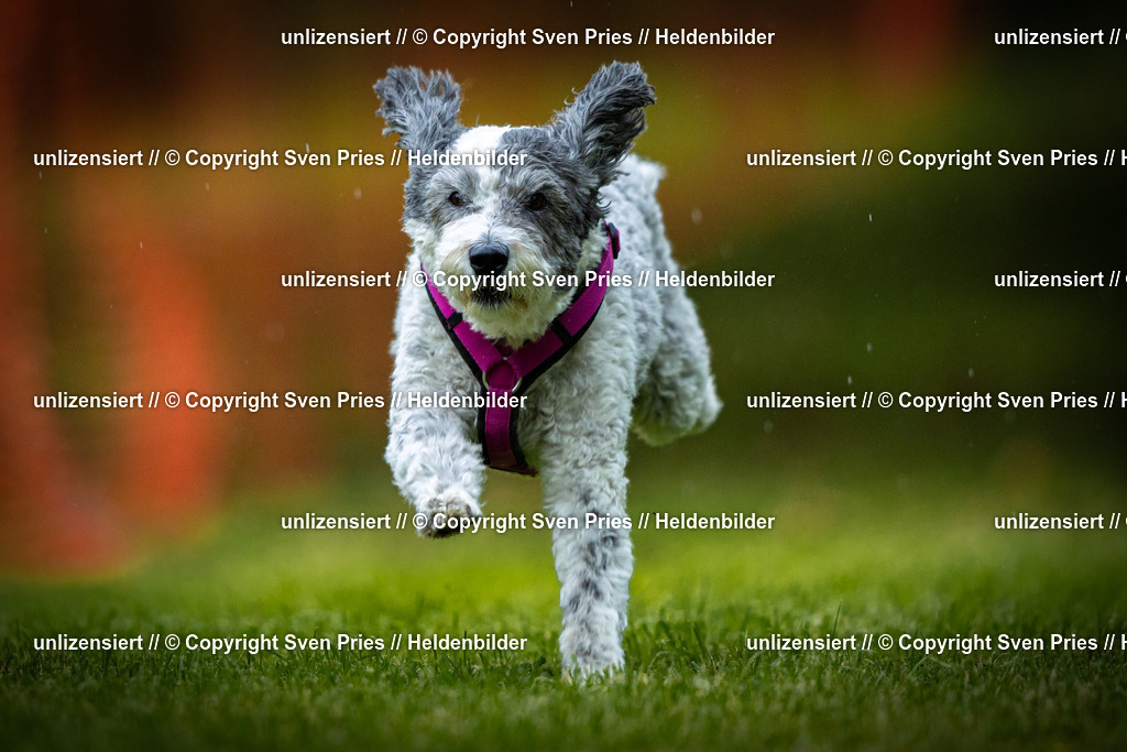 Sven Pries | 2025-09-21 - Hunderennen Baden-Oos - Realisiert mit Pictrs.com