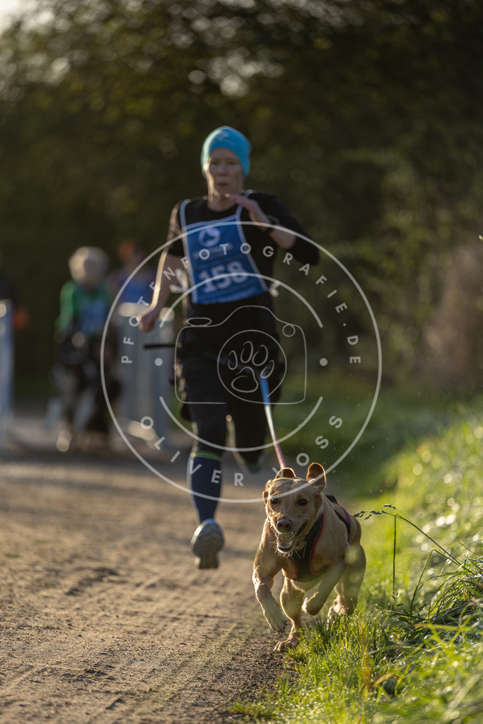 Pfotenfotografie.de_DV3A2560 | Hundefotografie, Tierfotograf, Pfotenfotografie, Fotoshooting Hund, Hunde Portrait, Hundesport, Hundeportraits, Heideshooting, Hunde, Sportfotograf, Hundefotograf, Turnierhundsport, THS, canicross - Realisiert mit Pictrs.com