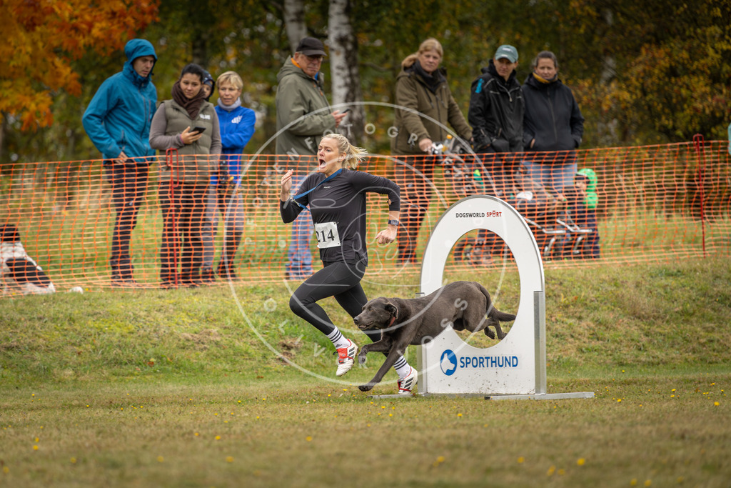 Pfotenfotografie_DV3A4319 | Hundefotografie, Tierfotograf, Pfotenfotografie, Fotoshooting Hund, Hunde Portrait, Hundesport, Hundeportraits, Heideshooting, Hunde, Sportfotograf, Hundefotograf, Turnierhundsport, THS,  - Realisiert mit Pictrs.com