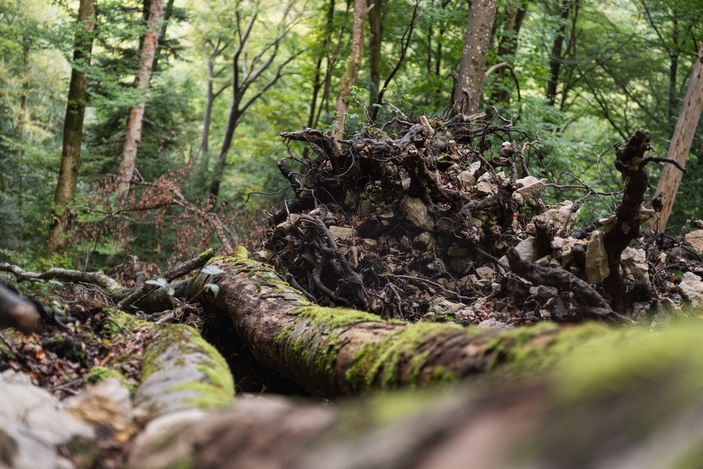 ZD250916092949 | Fotoshop von zweidimensional Fotografie. Ihr Fotograf im Aargau. Abzüge von Ihrem Fotobox Event bestellen.Abzüge von Ihrem Hochzeit bestellen.Abzüge von Ihrem Schulfotograf bestellen.