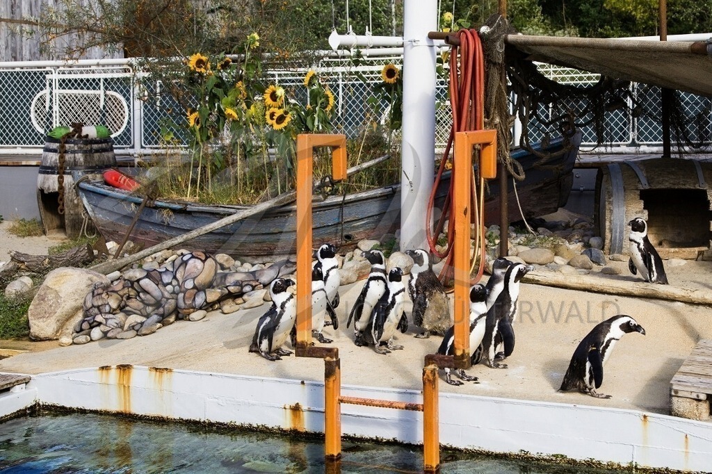 AnimalArt-PINGUINE_9701 | #002 | Modell: Madeline | Foto: Alexander Große-Strangmann - Realisiert mit Pictrs.com