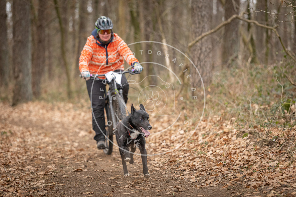 Pfotenfotografie_DV3A0360 | Hundefotografie, Tierfotograf, Pfotenfotografie, Fotoshooting Hund, Hunde Portrait, Hundesport, Hundeportraits, Heideshooting, Hunde, Sportfotograf, Hundefotograf, Turnierhundsport, THS,  - Realisiert mit Pictrs.com