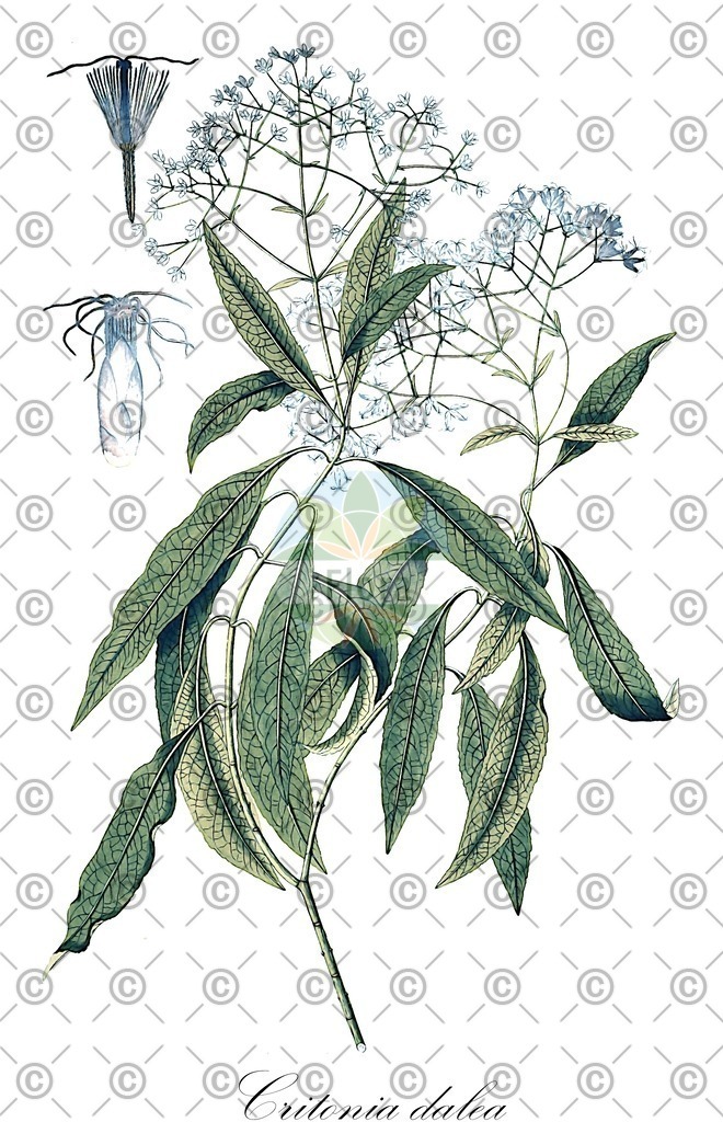 HistAbb_wfo-0000000495_1_ENZY_Simple | Historische Abbildung von Critonia dalea - Asteraceae | Historical Illustration of Critonia dalea - Asteraceae