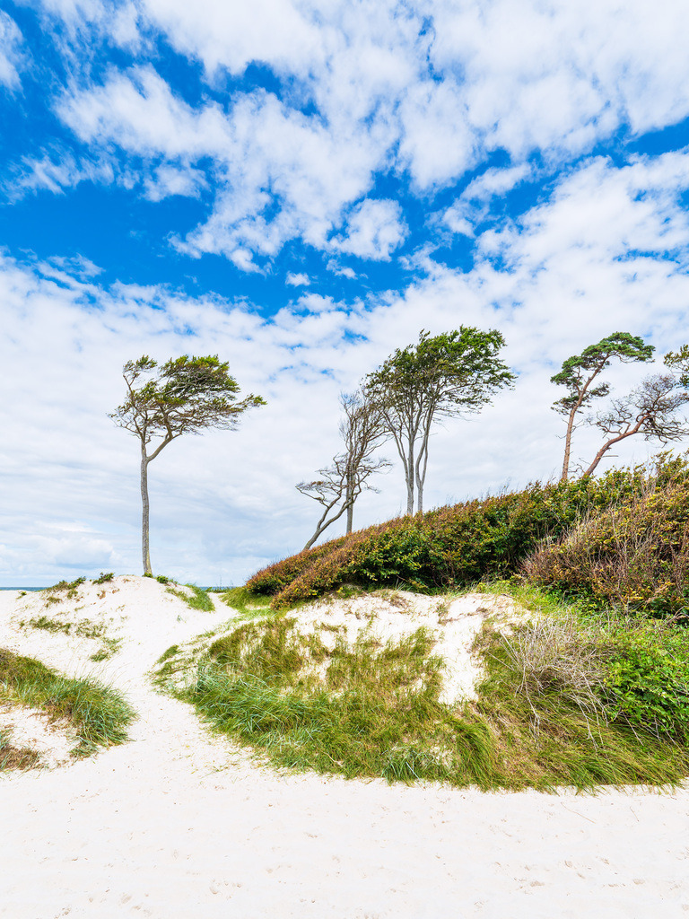 Der Weststrand mit Bäumen und Düne auf dem Fischland-Darß | Der Weststrand mit Bäumen und Düne auf dem Fischland-Darß.