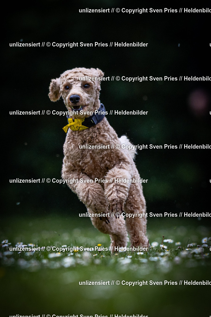 Sven Pries | 2025-05-29 - Pudelrennen KA-Durlach - Realisiert mit Pictrs.com