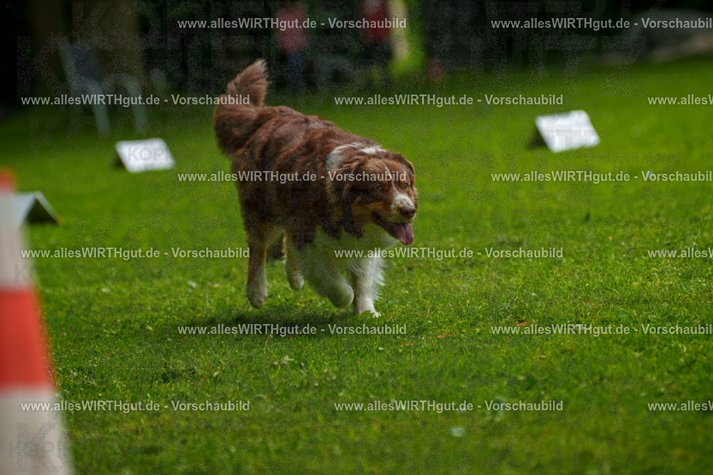 @allesWIRTHgut_Tierfotografie - www.allesWIRTHgut.de - 7R502595 | Professionelle Tierfotografie in Mönchengladbach von Daniel Wirth (allesWIRTHgut). Liebevolle & natürliche Bilder von Hunden & Katzen für unvergessliche Erinnerungen.