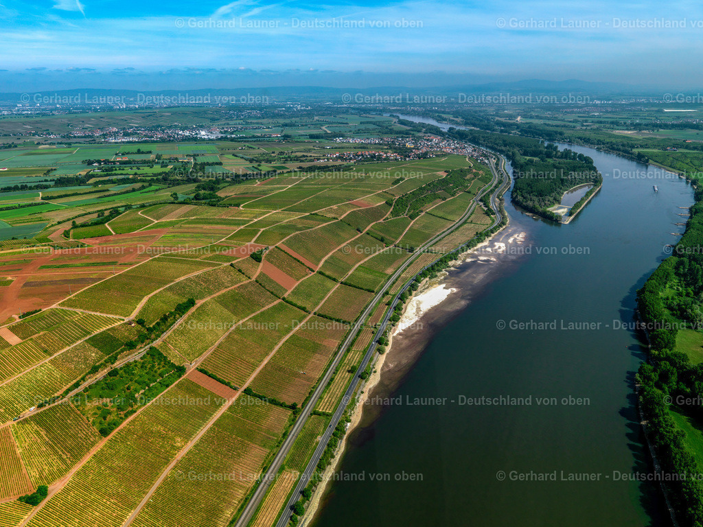 3134039 | Weinbergean den Hängen am Rhein bei Nackenheim