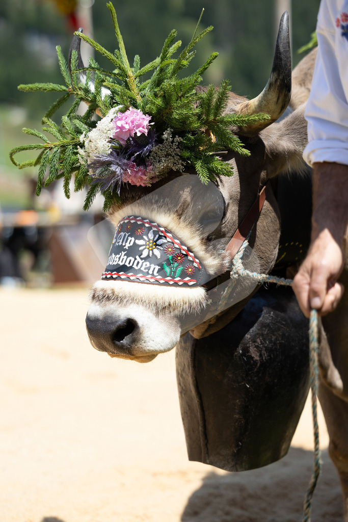 Rigi2025_2080 | Die Schwinger des Schwyzer Kantonalen Schwingerverbandes: Fotos, die Dynamik und Leidenschaft festhalten, sowie emotionale Momente aus dem traditionellen Schwingsport zeigen. - Realisiert mit Pictrs.com