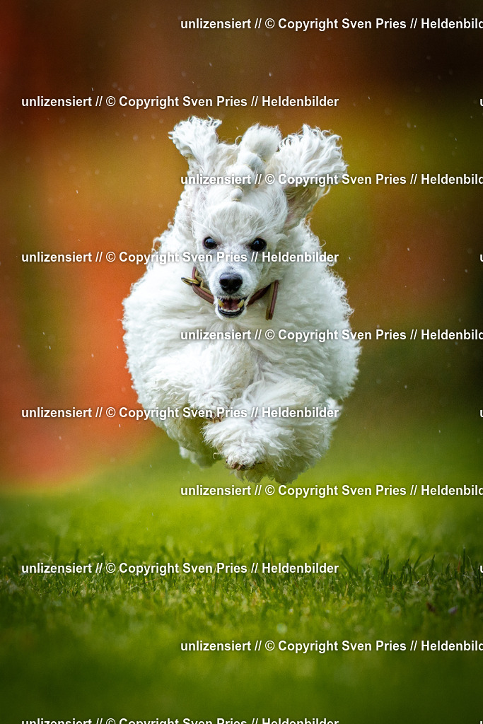 Sven Pries | 2025-09-21 - Hunderennen Baden-Oos - Realisiert mit Pictrs.com