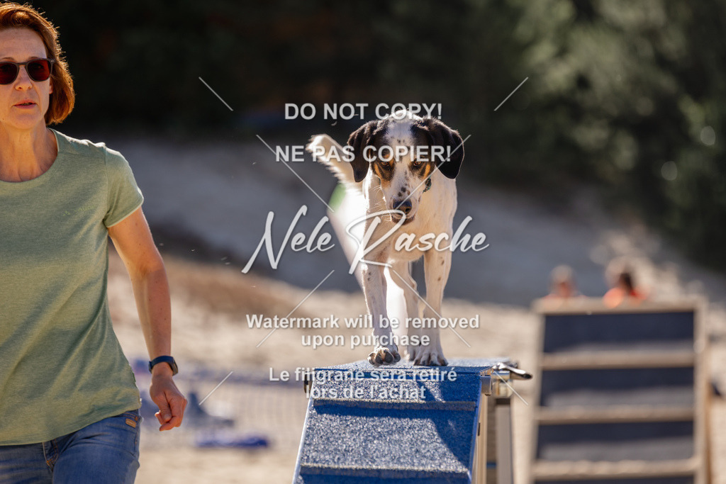 NR__0782 | nelerasche
