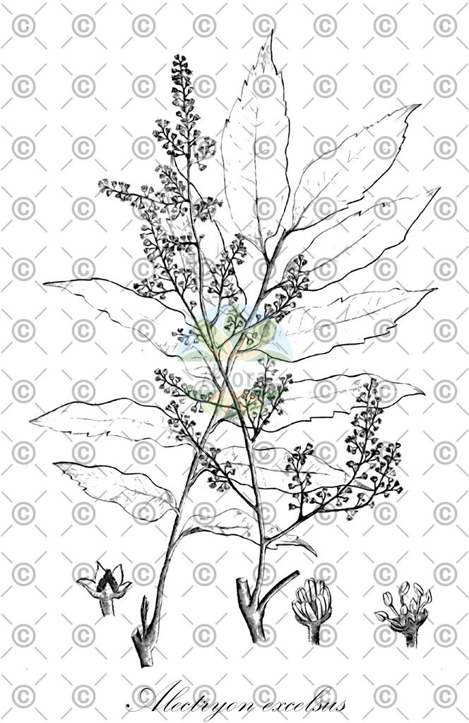 HistAbb_wfo-0000525461_1_ENZY_Simple | Historische Abbildung von Alectryon excelsus - Sapindaceae | Historical Illustration of Alectryon excelsus - Sapindaceae