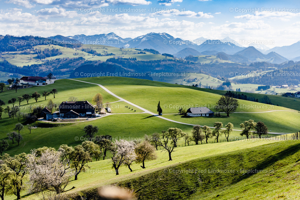 Mostviertel Birnenbluete-6987 | Fotos und Fotoprodukte - Realisiert mit Pictrs.com