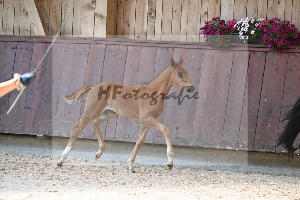 Kat-Nr. 31 HF Fidertanz x Belissimo M_Albert_32240478 | hf-fotografie - Realisiert mit Pictrs.com