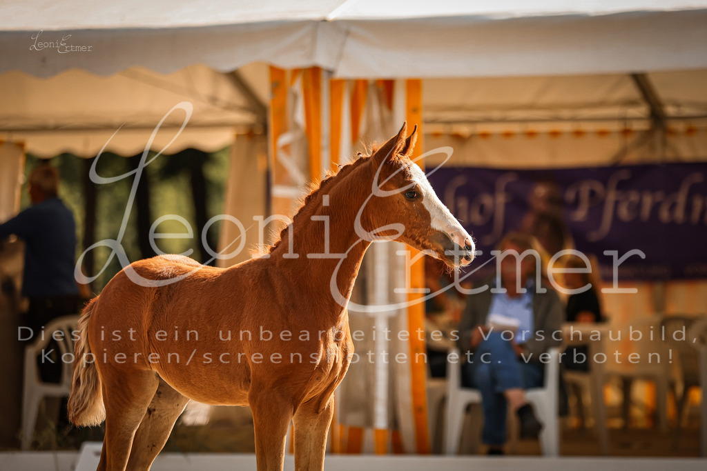 10.DoRP00207 | Leoni Ertmer Photography - Realisiert mit Pictrs.com