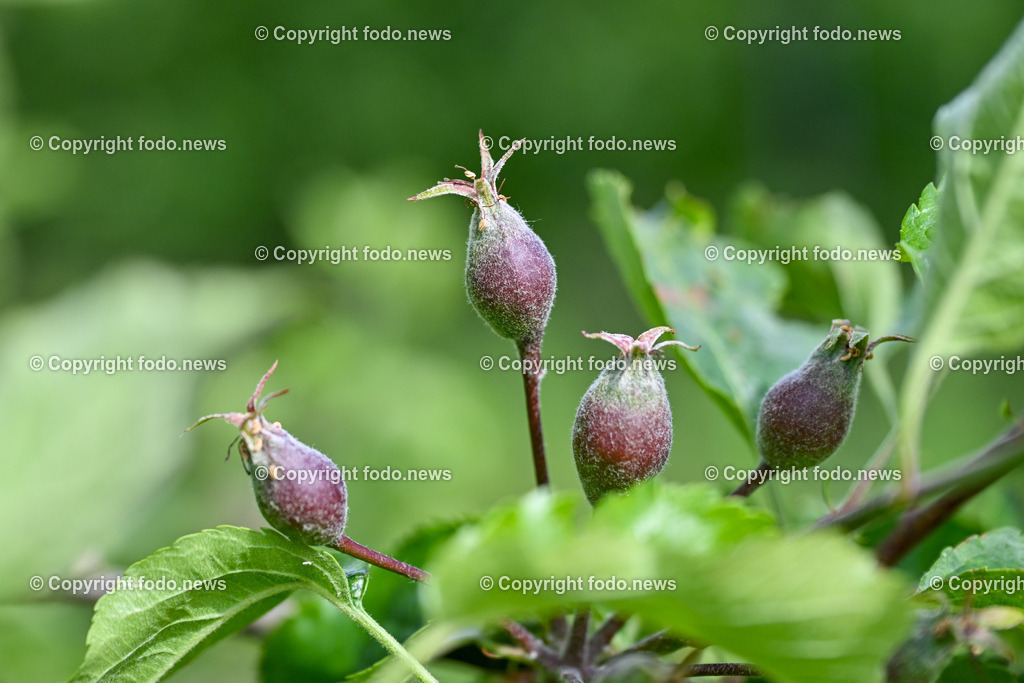 Thening_ Obstbauer Hirschvogel_ 07.05.2024-15 | 07.05.2024, Thening, AUT, Obstbauer Hirschvogel, im Bild Apfelknospen