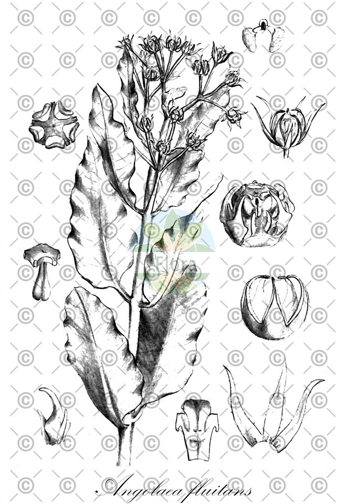 HistAbb_wfo-0000536542_589_ENZY_Simple | Historische Abbildung von Angolaea fluitans - Podostemaceae | Historical Illustration of Angolaea fluitans - Podostemaceae