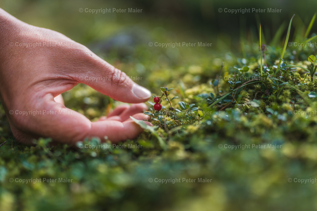 Divers_Erlebnisraum_Wald_23_Peter_Maier-374 | piet_flosse