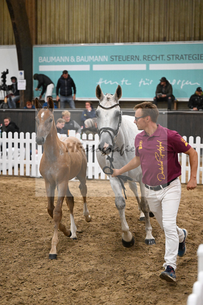 Fohlenauktion Next Chance_49220583 | hf-fotografie - Realisiert mit Pictrs.com